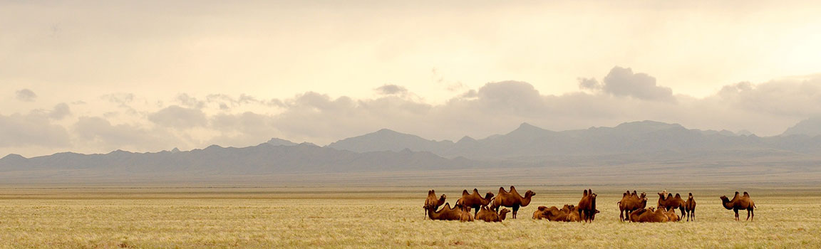 Numer lokalny: 043 (+97643) - Altai, Mongolia